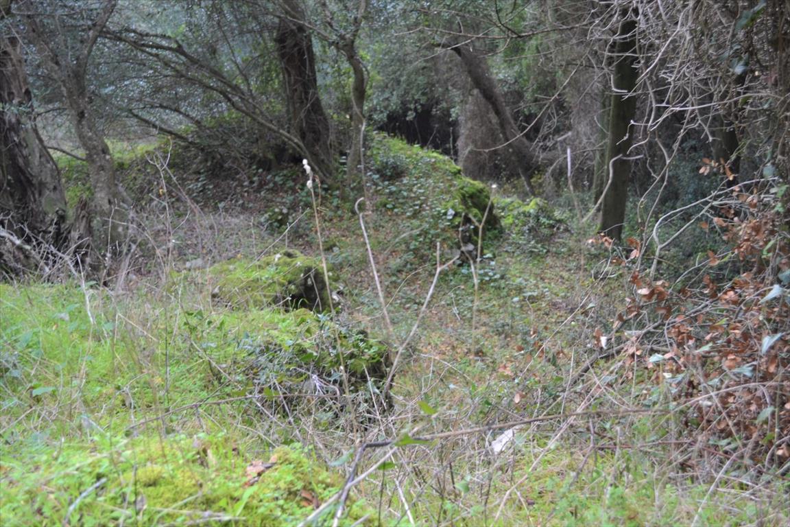 Land in Corfu, Greece, 4 420 m² - picture 4