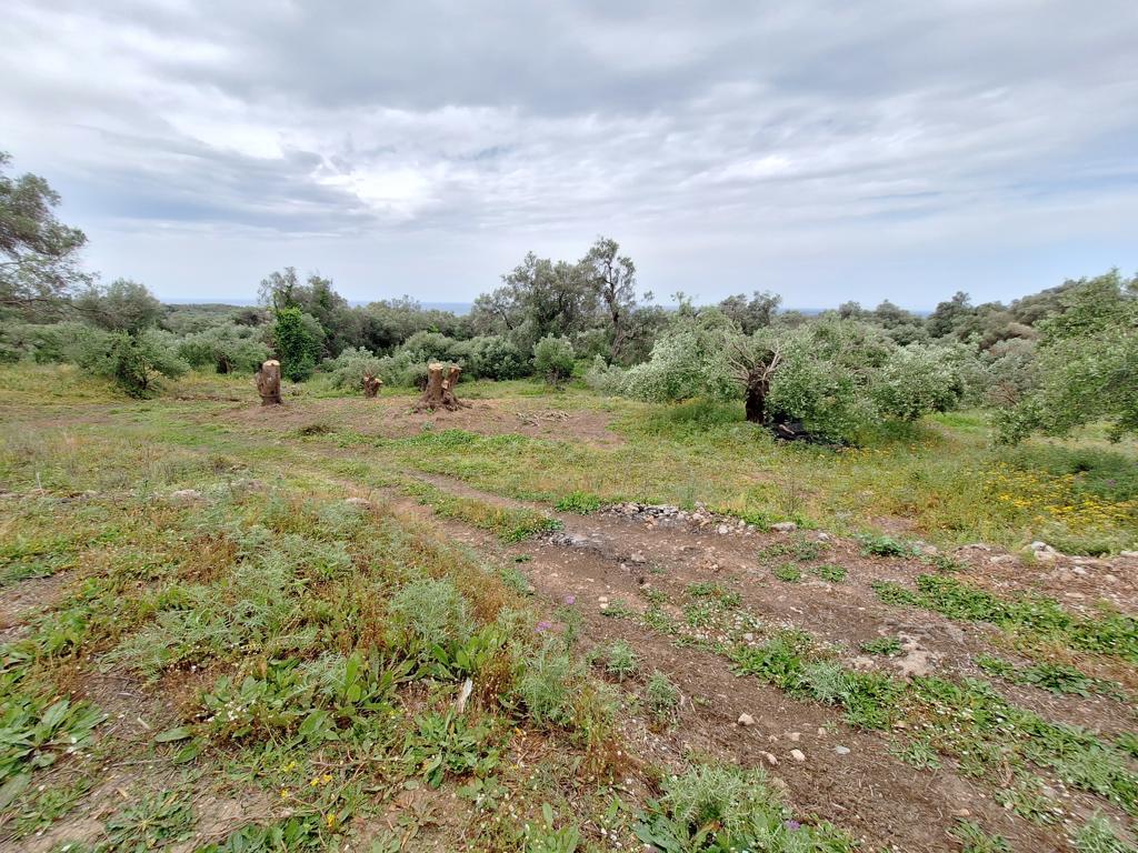 Land in Corfu, Greece, 7 000 m² - picture 5