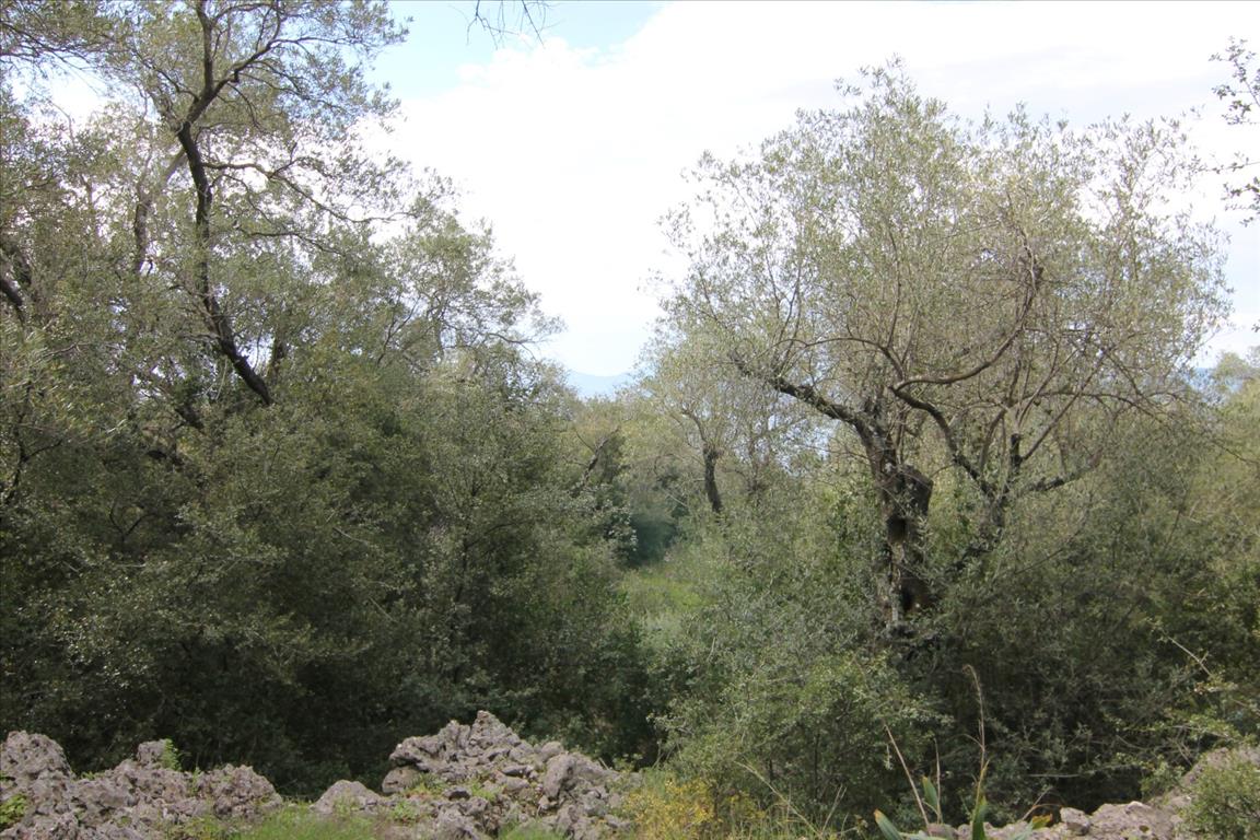 Land in Corfu, Greece, 8 000 m² - picture 5