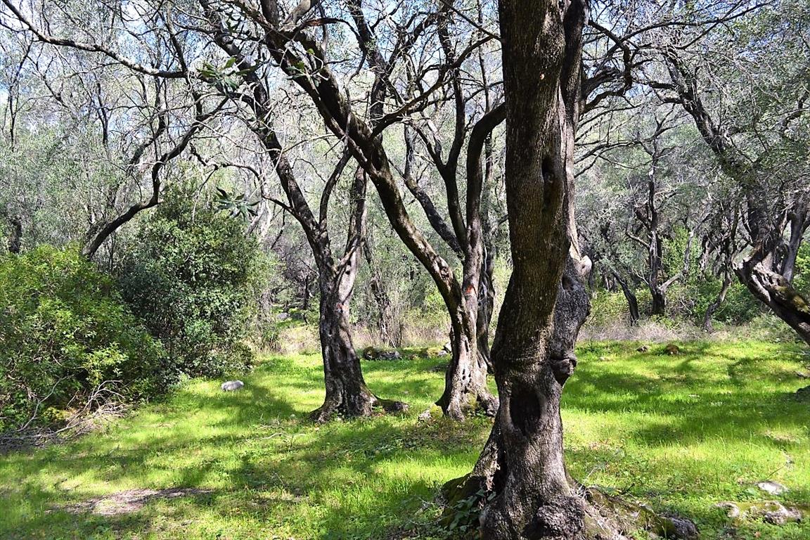 Terreno a Corfù, Grecia, 4 000 m2 - foto 5