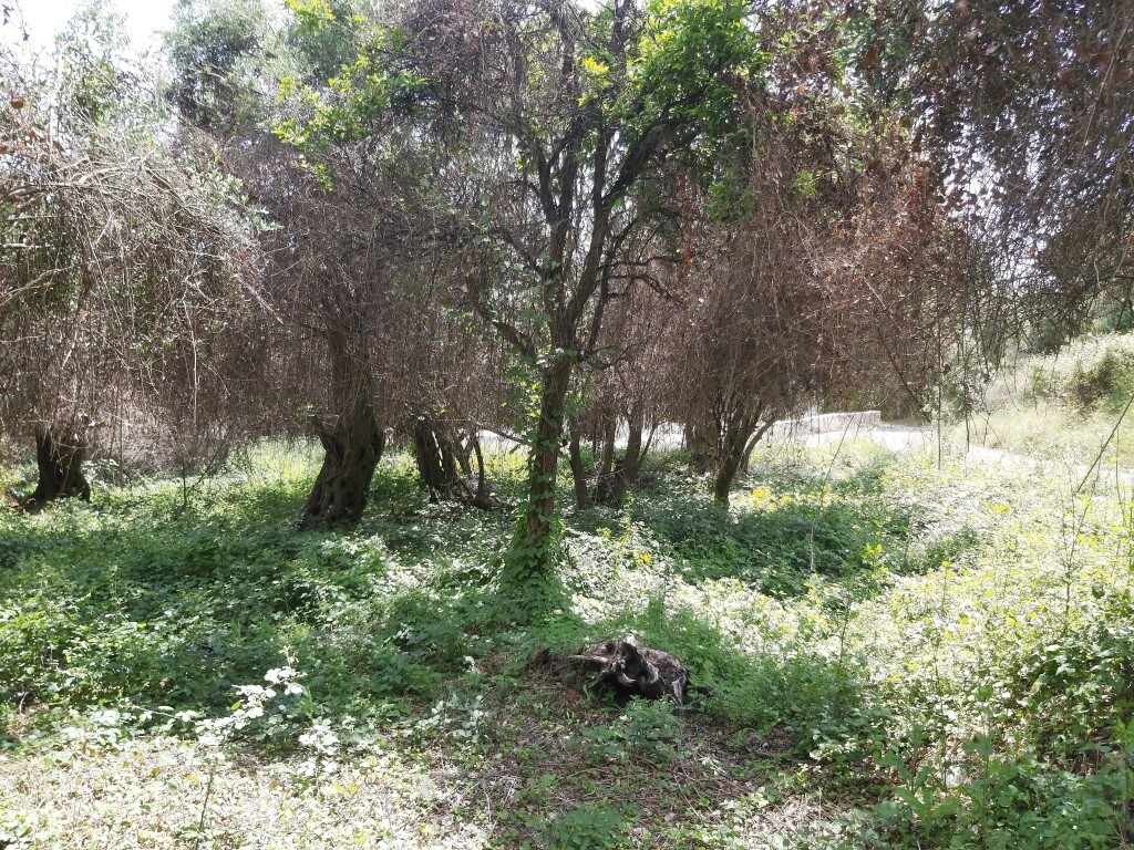 Land in Corfu, Greece, 700 m² - picture 5