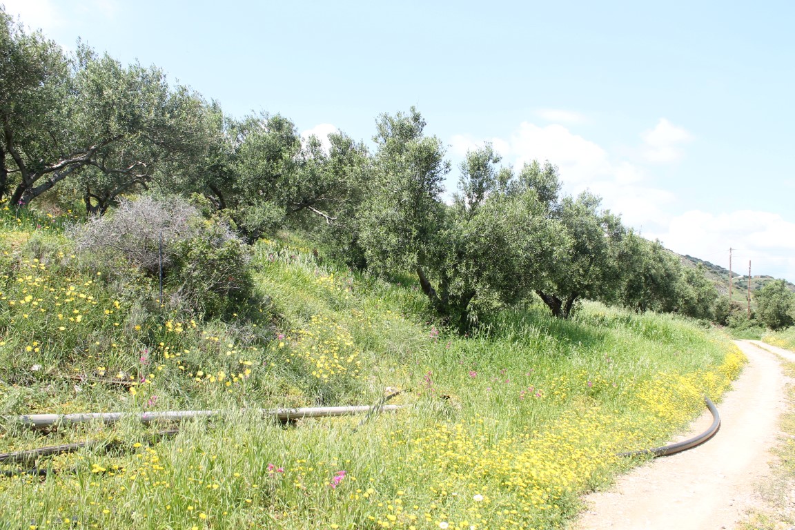 Terreno en Heraclión, Grecia, 6 890 m² - imagen 5