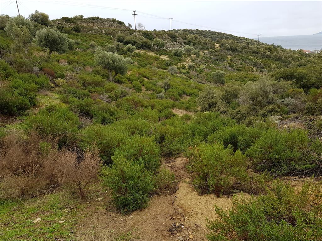 Grundstück in Sithonia, Griechenland, 12 500 m² - Foto 5