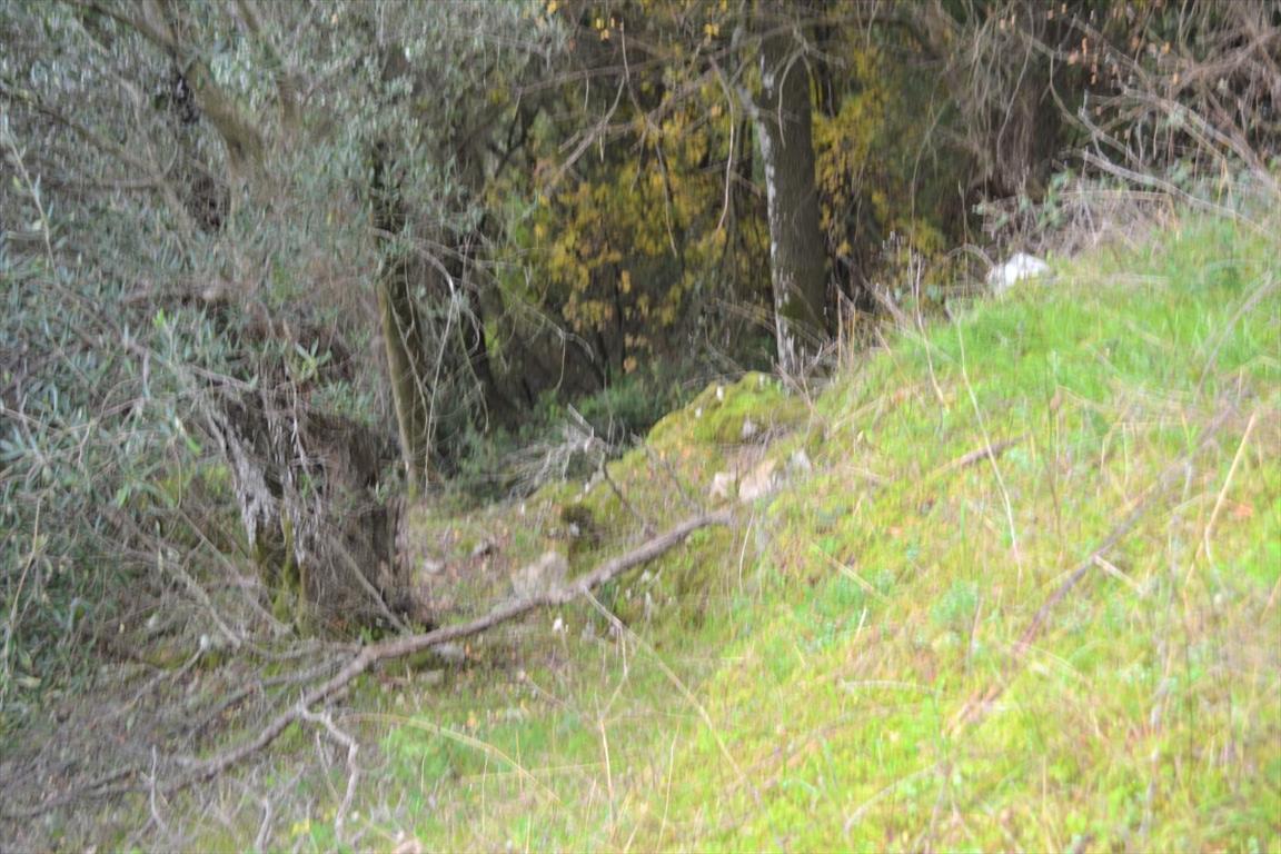 Land in Corfu, Greece, 4 420 m² - picture 5