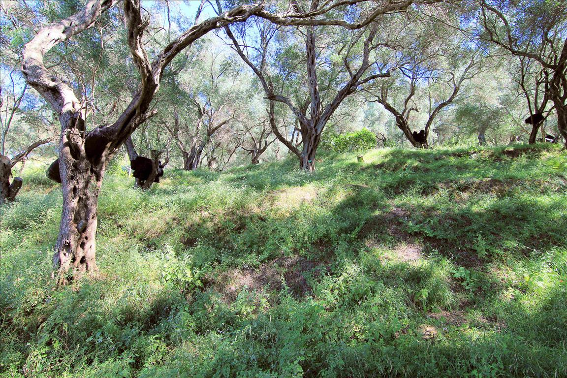 Terrain à Corfou, Grèce, 10 000 m² - image 5