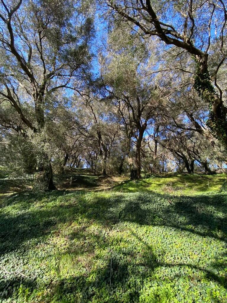 Grundstück in Korfu, Griechenland, 95 095 m² - Foto 5