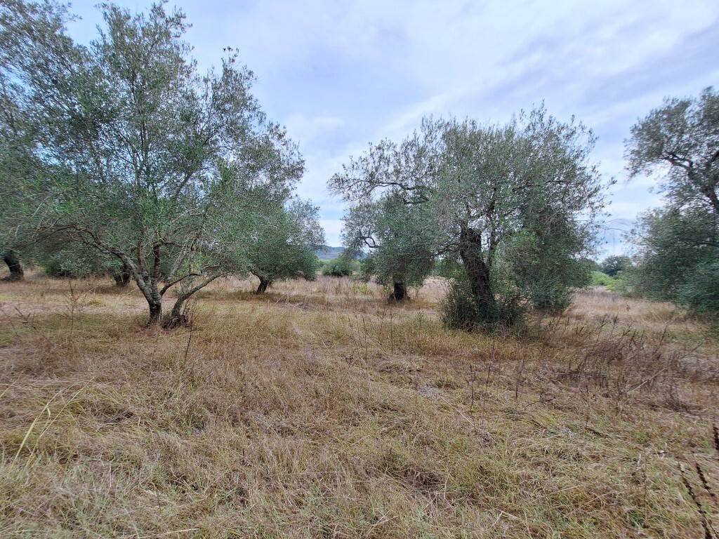 Land in Corfu, Greece, 5 500 m² - picture 5