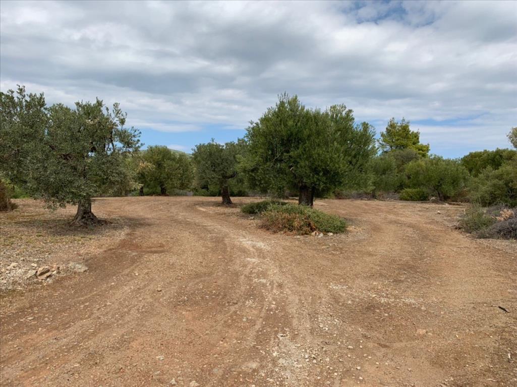 Terreno en Sitonia, Grecia, 12 458 m² - imagen 5