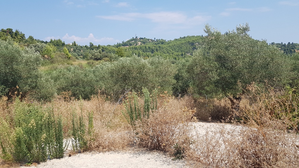 Land in Kassandra, Greece, 3 255 m² - picture 5