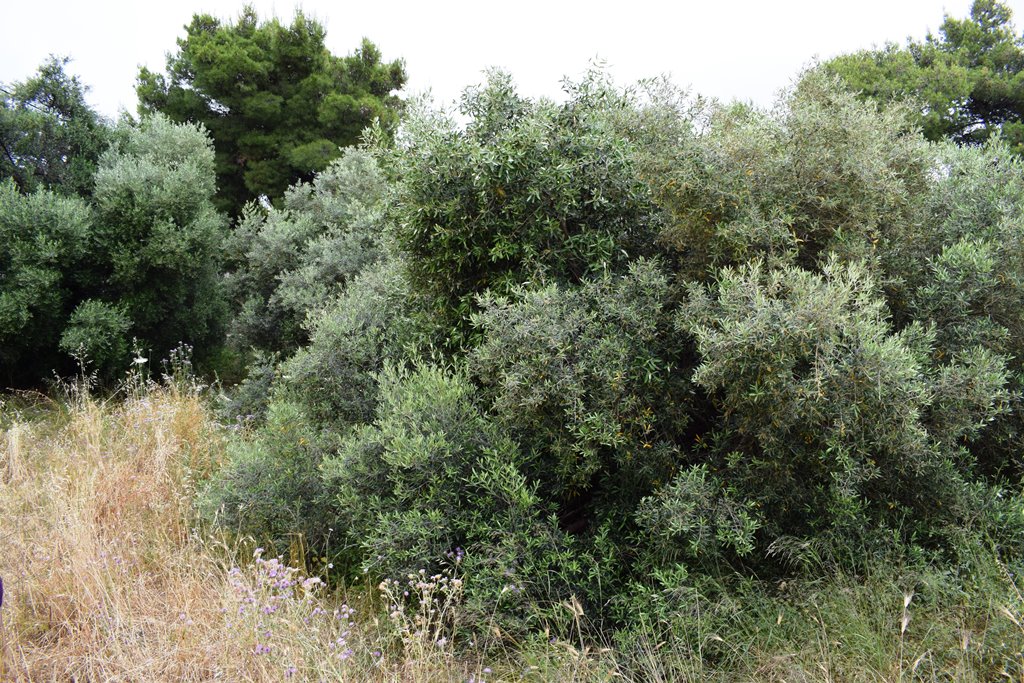 Terrain à Héraklion, Grèce, 392 m² - image 5