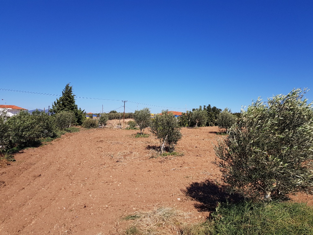 Terrain en Chalcidique, Grèce, 5 500 m² - image 5