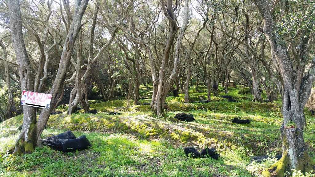 Land in Corfu, Greece, 7 000 m² - picture 5