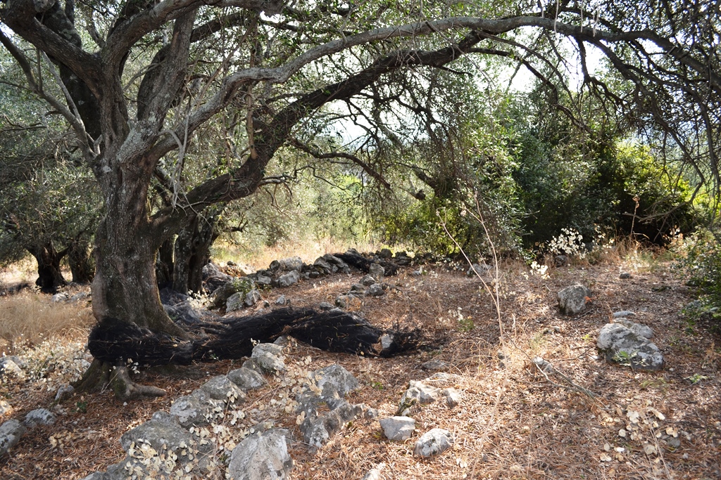 Land in Corfu, Greece, 6 500 m² - picture 5