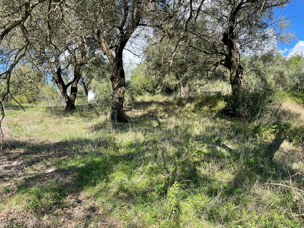 Terrain à Corfou, Grèce, 5 500 m² - image 5