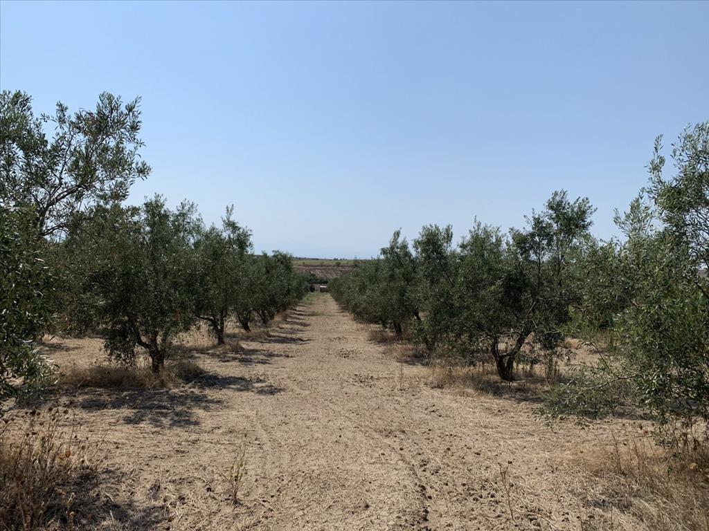 Terrain à Thessalonique, Grèce, 7 000 m² - image 5