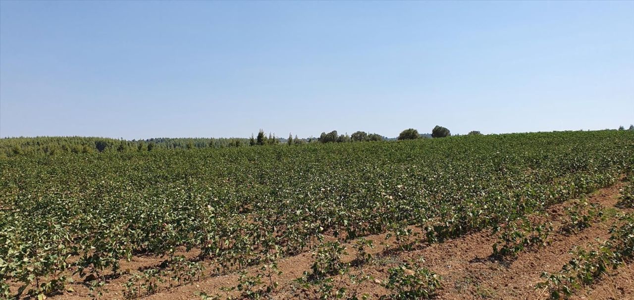 Land in Kassandra, Greece, 30 000 m² - picture 5