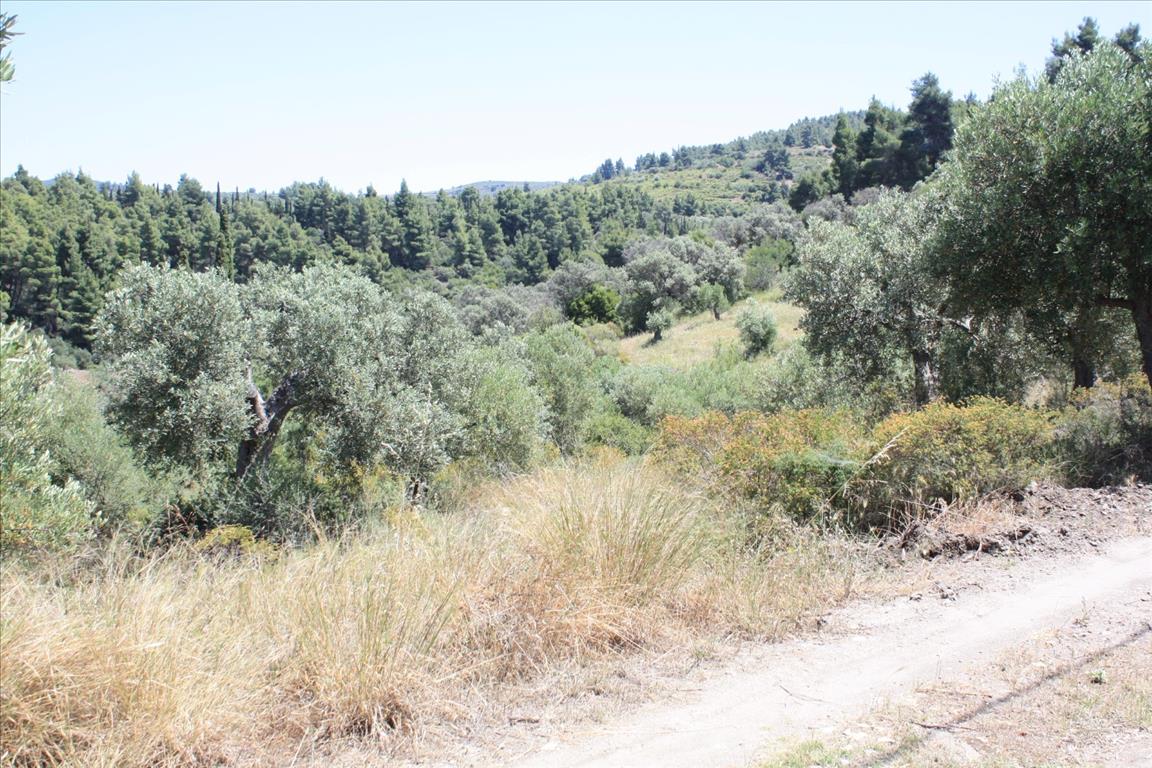 Terreno a Sithonia, Grecia, 4 990 m2 - foto 5