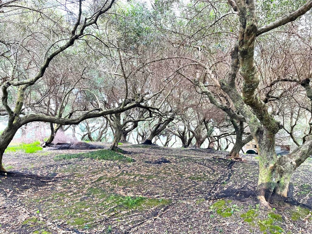 Land in Corfu, Greece, 940 m² - picture 5