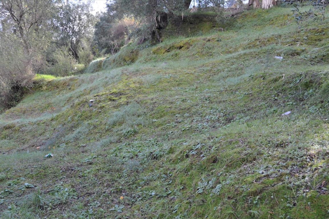 Terrain à Corfou, Grèce, 5 500 m² - image 5