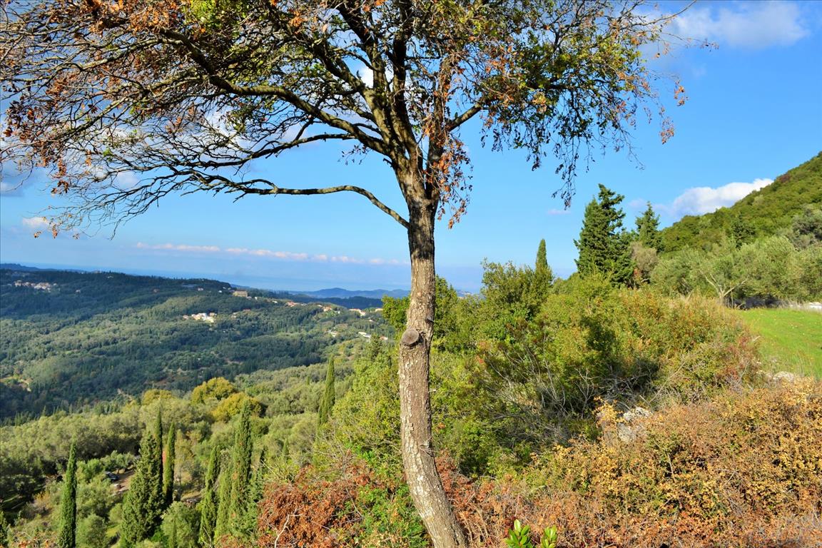 Terrain à Corfou, Grèce, 15 000 m² - image 6
