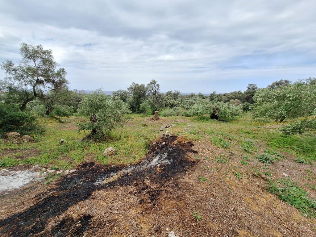 Land in Corfu, Greece, 7 000 m² - picture 6