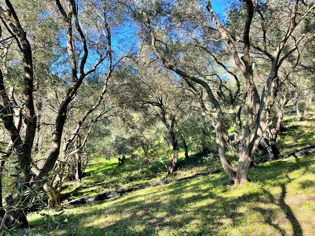 Grundstück in Korfu, Griechenland, 35 000 m² - Foto 6