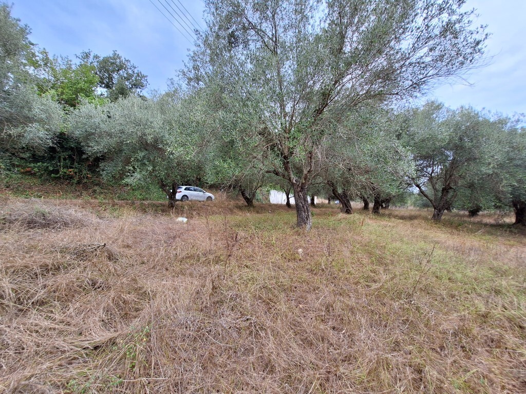Land in Corfu, Greece, 5 500 m² - picture 6