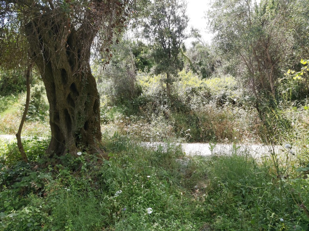 Land in Corfu, Greece, 700 m² - picture 6