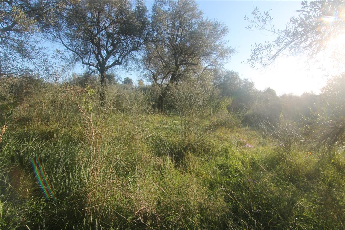 Terreno en Corfú, Grecia, 4 131 m² - imagen 6