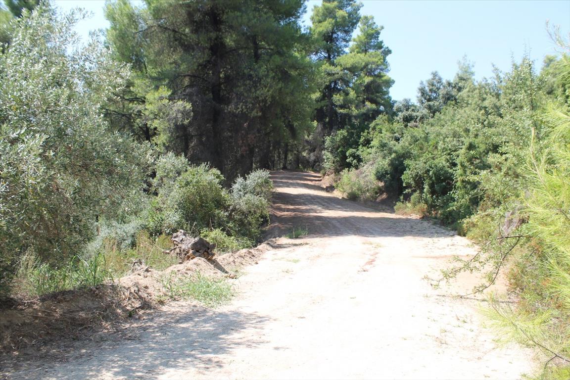 Grundstück in Kassandra, Griechenland, 13 000 m² - Foto 6