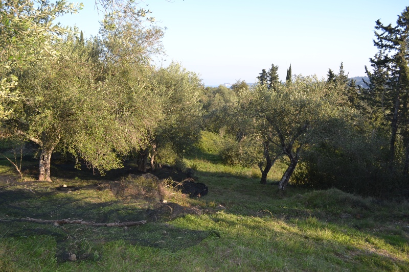 Grundstück in Korfu, Griechenland, 8 253 m² - Foto 6