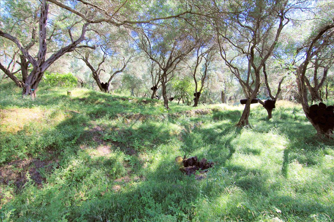 Terrain à Corfou, Grèce, 10 000 m² - image 6