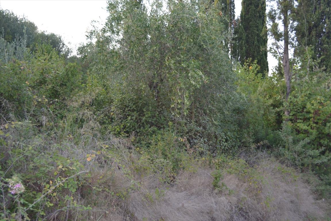 Terrain à Corfou, Grèce, 5 800 m² - image 6