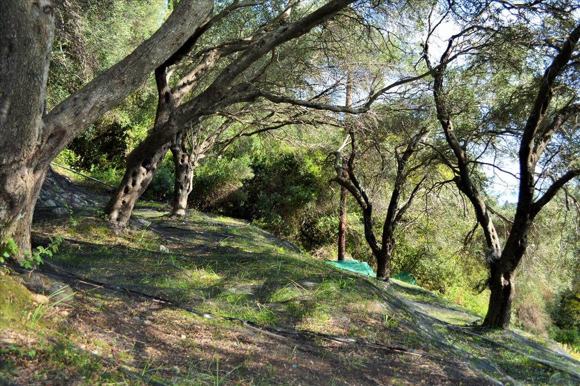 Terreno a Corfù, Grecia, 14 530 m2 - foto 6