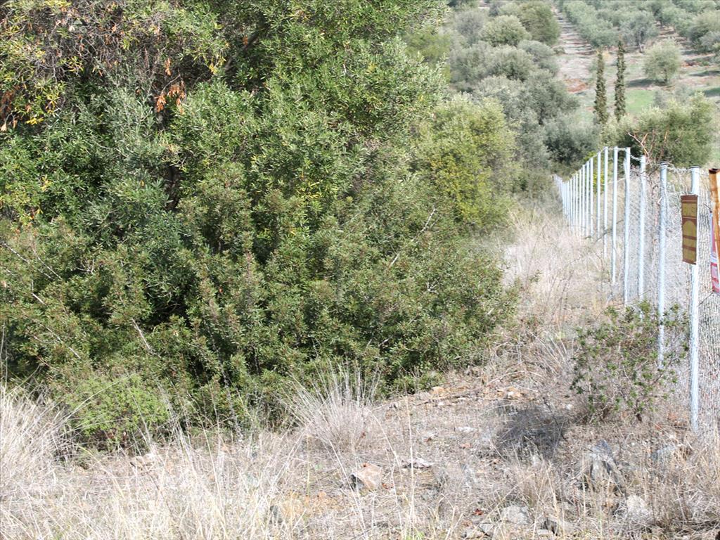 Terreno en Sitonia, Grecia, 13 244 m² - imagen 6