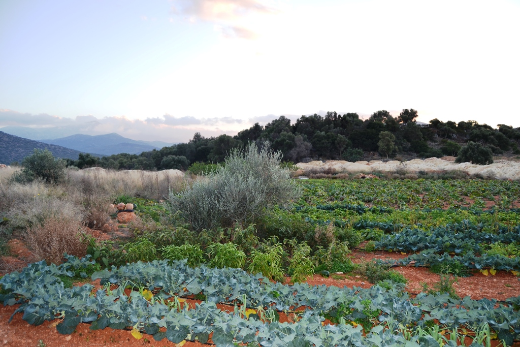 Terrain à Héraklion, Grèce, 12 500 m² - image 6