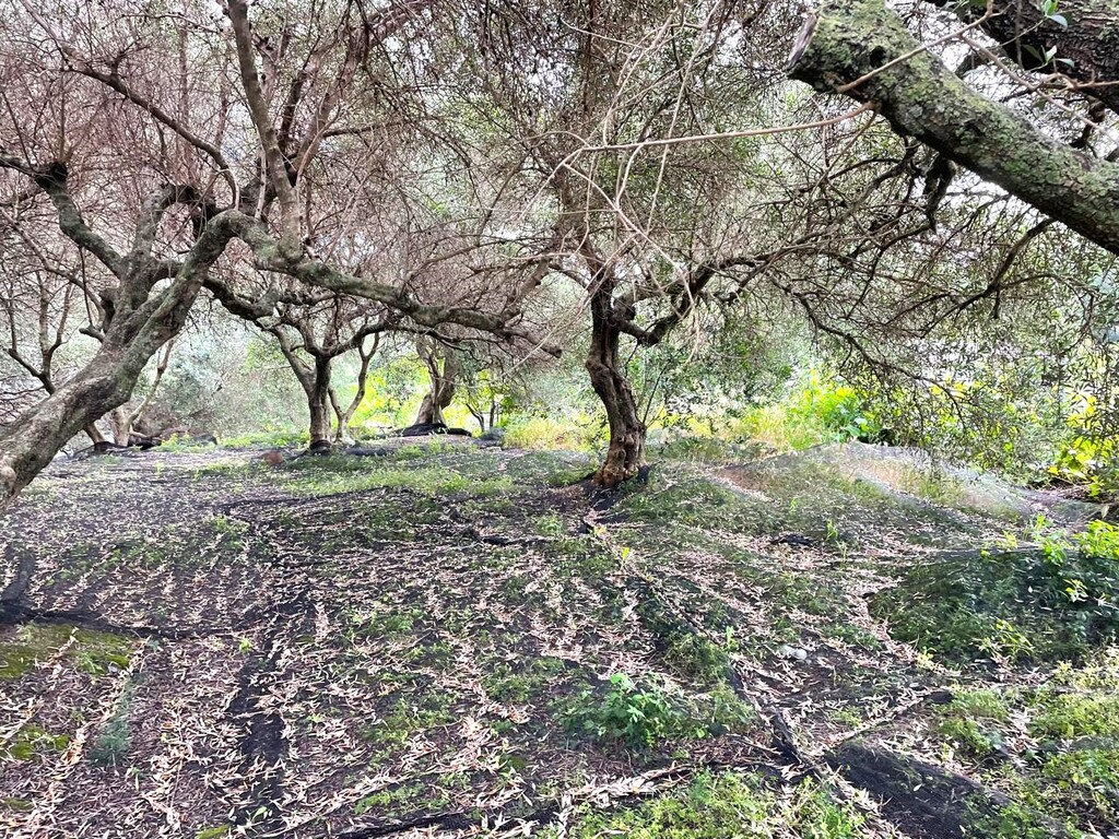 Land in Corfu, Greece, 940 m² - picture 6