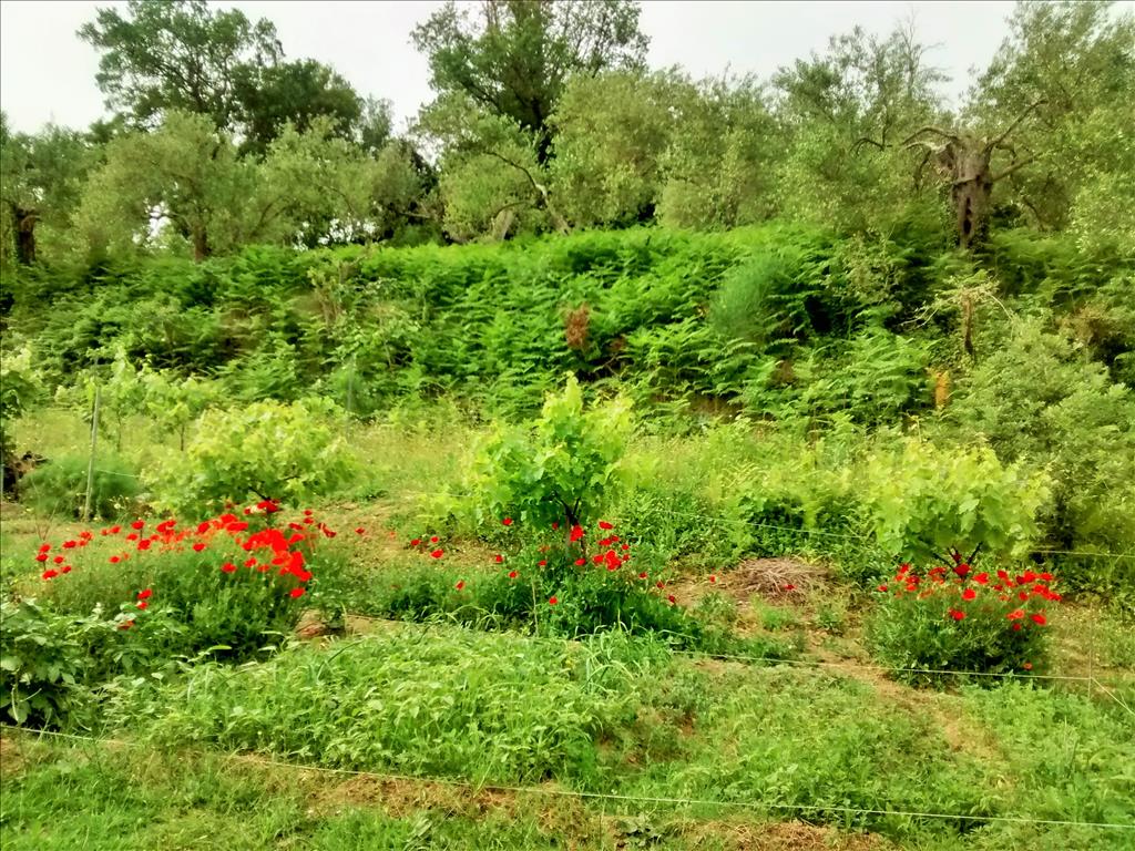 Land in Corfu, Greece, 10 500 m² - picture 6