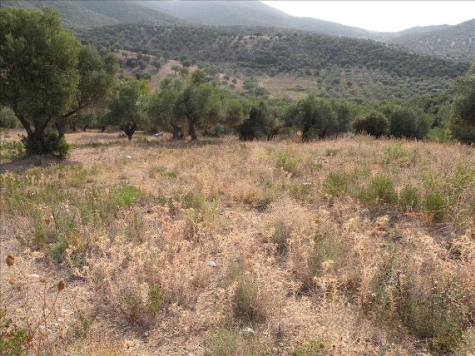 Land in Sithonia, Greece, 7 500 m² - picture 6