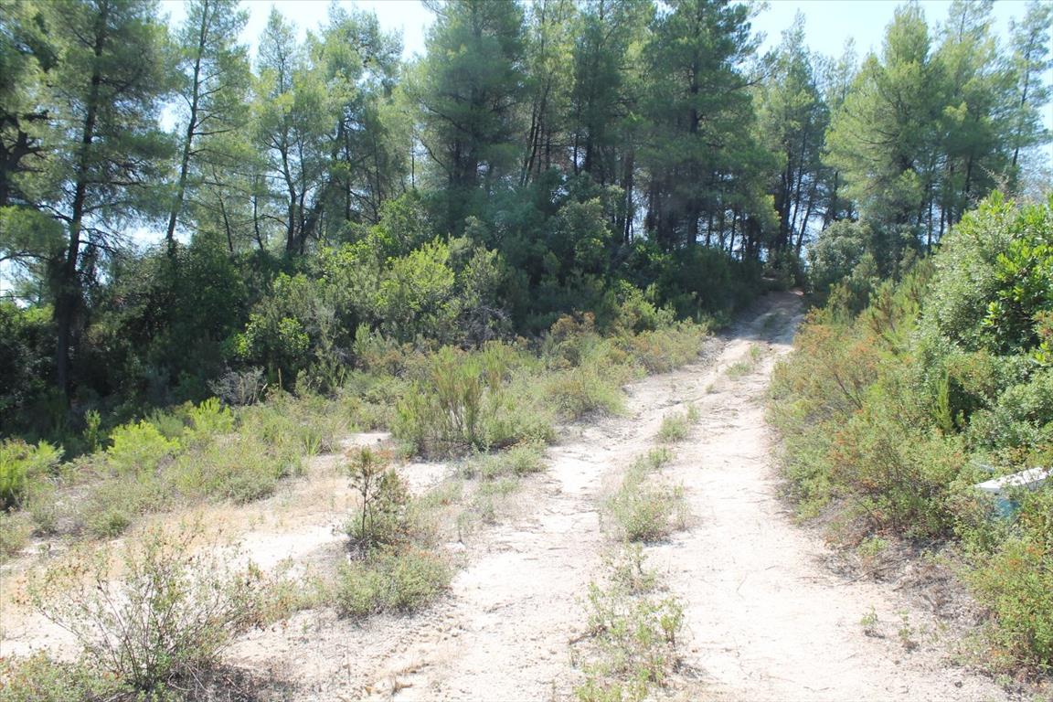 Grundstück in Kassandra, Griechenland, 13 000 m² - Foto 7