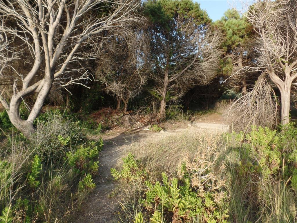 Terreno en Corfú, Grecia, 6 409 m² - imagen 7
