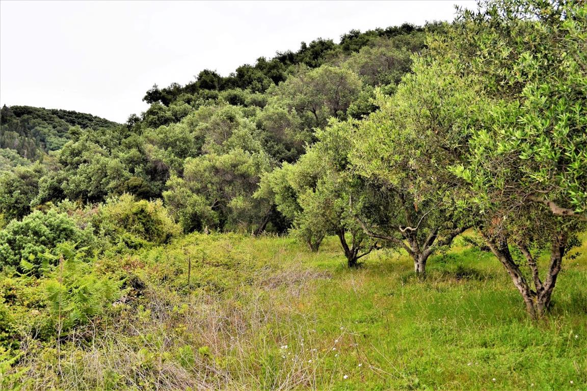 Terreno a Corfù, Grecia, 6 200 m2 - foto 7