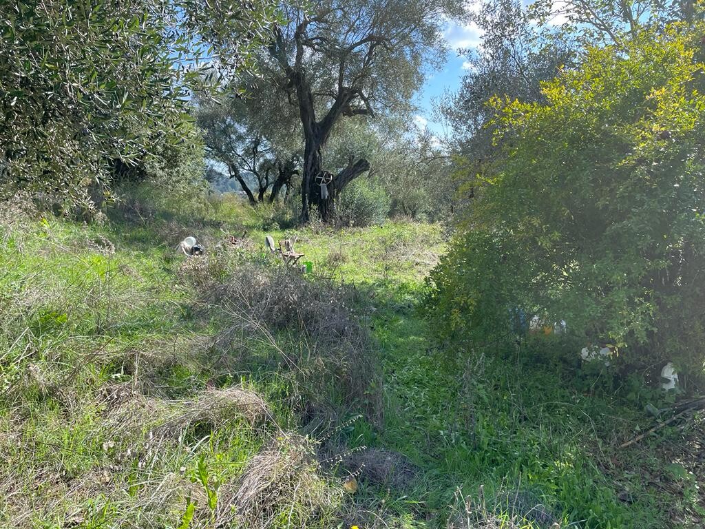 Terrain à Corfou, Grèce, 5 500 m² - image 7