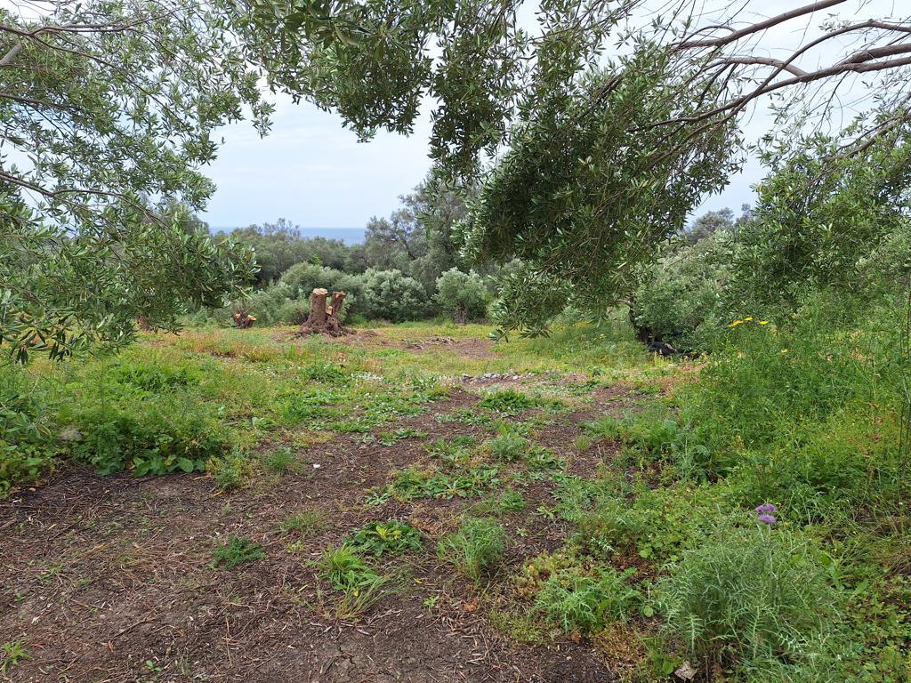 Land in Corfu, Greece, 7 000 m² - picture 7