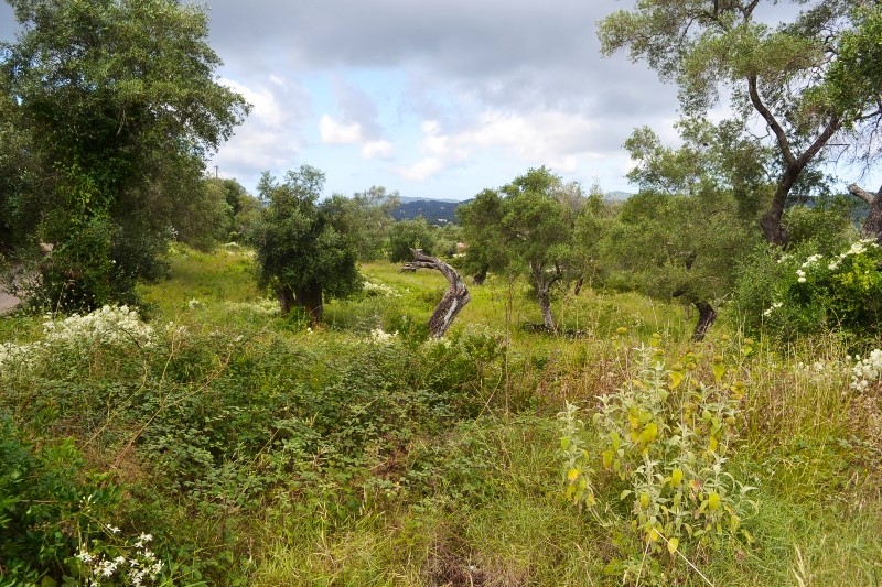 Grundstück in Korfu, Griechenland, 5 500 m² - Foto 7