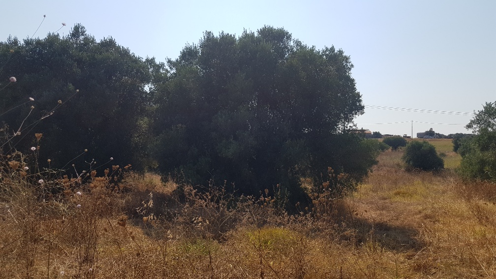 Land in Kassandra, Greece, 3 255 m² - picture 7