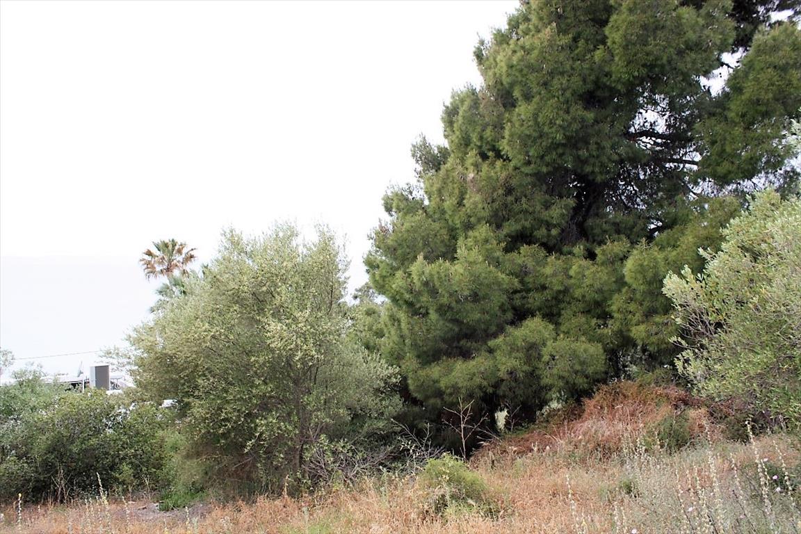 Terreno en Sitonia, Grecia, 6 000 m² - imagen 7