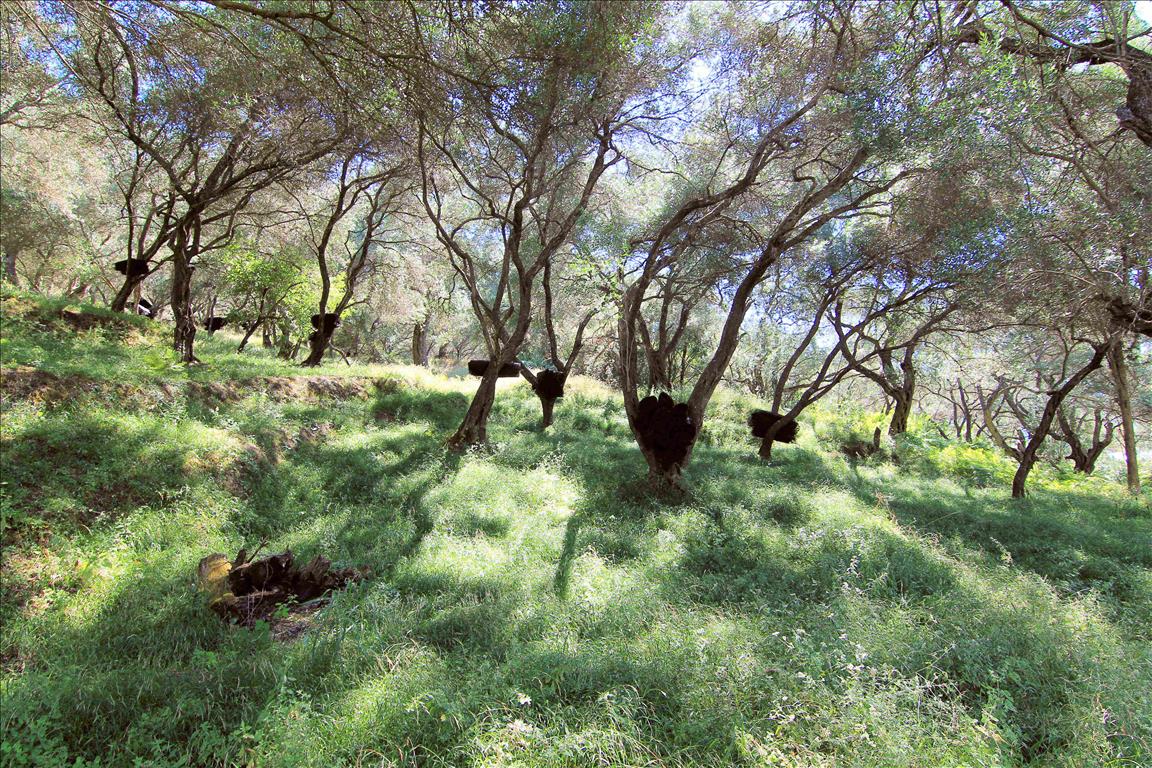 Terrain à Corfou, Grèce, 10 000 m² - image 7