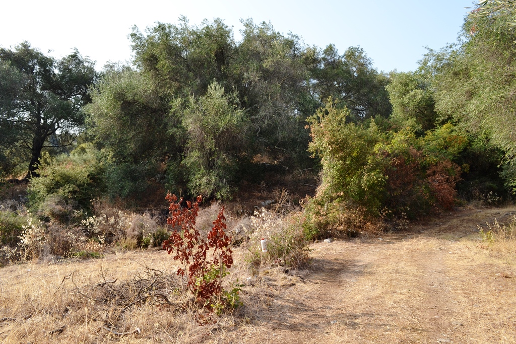 Land in Corfu, Greece, 6 500 m² - picture 7