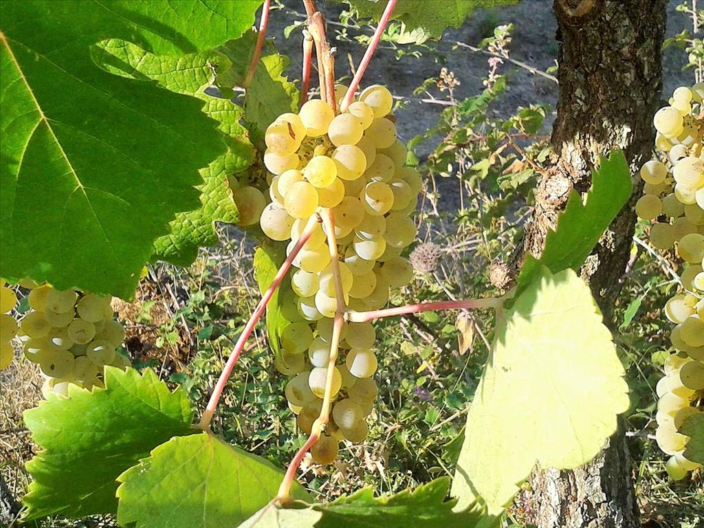 Land in Corfu, Greece, 10 500 m² - picture 7